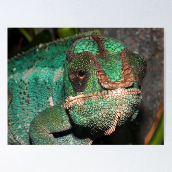 Artikelvorschau, Chameleon entworfen und verkauft von starbucksgirl26.