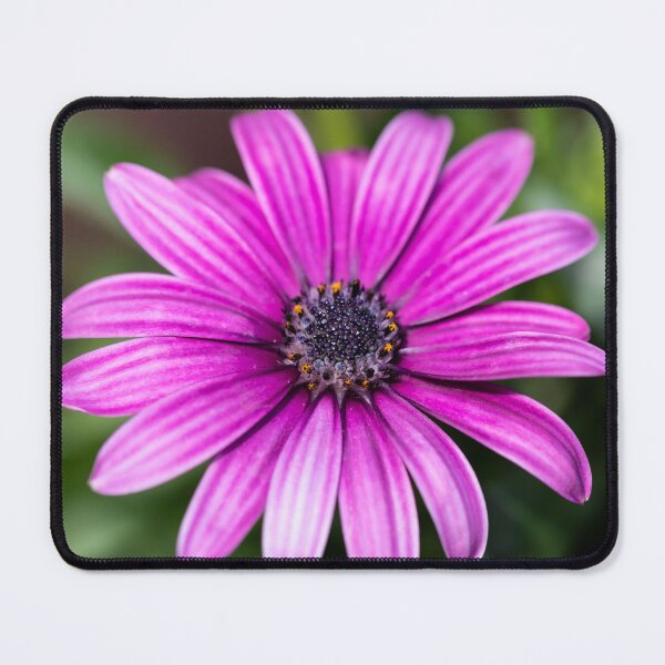 Item preview, Purple Rain Daisy designed and sold by Tanya C  Smith.