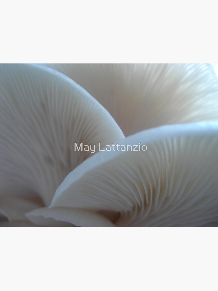 Oyster Mushrooms by MayLattanzio
