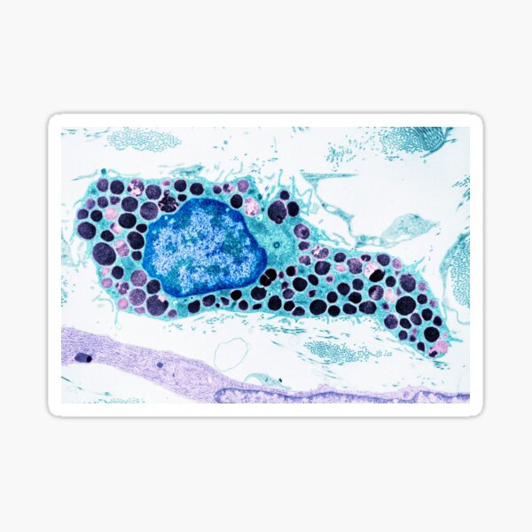 Item preview, Mast cell, TEM (C048/5115) designed and sold by SciencePhoto.