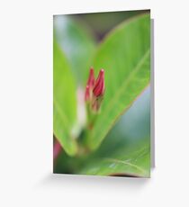 Plant close-up Greeting Card