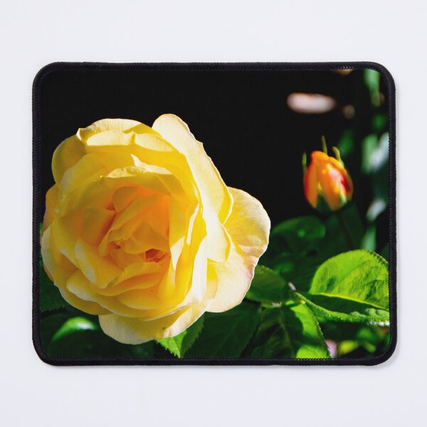 Item preview, A rose gift in spring designed and sold by jchanders.