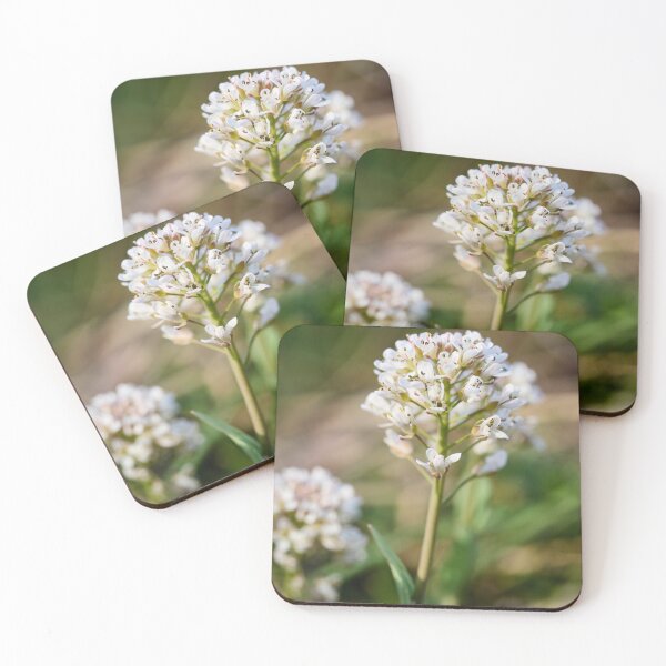 Item preview, Alpine penny-cress flower designed and sold by Jouko Lehto Photography.