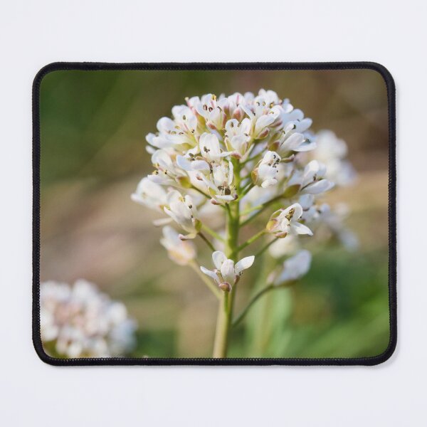 Item preview, Alpine penny-cress flower designed and sold by Jouko Lehto Photography.