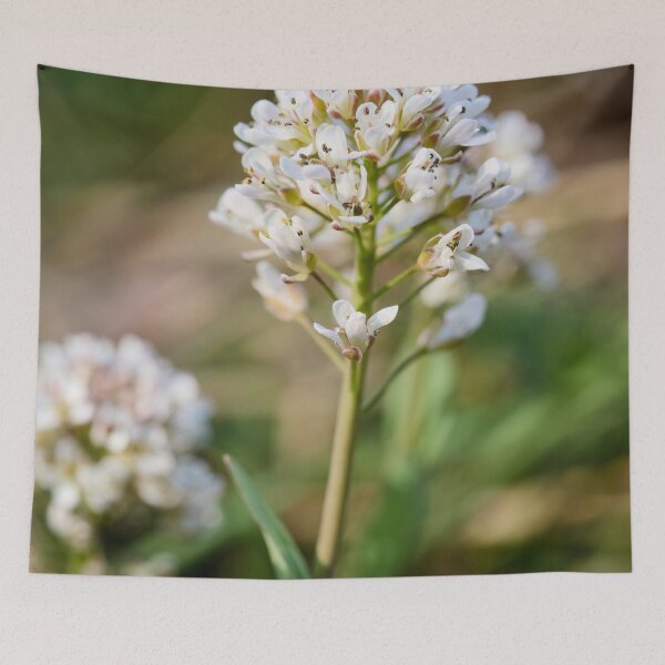 Item preview, Alpine penny-cress flower designed and sold by Jouko Lehto Photography.