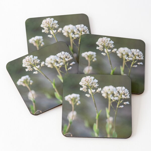 Item preview, Dreamy Alpine penny-cress designed and sold by Jouko Lehto Photography.
