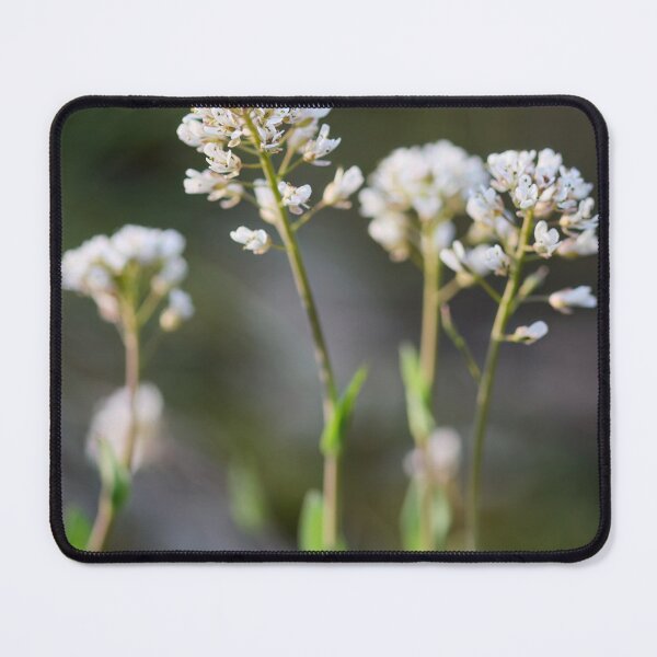Item preview, Dreamy Alpine penny-cress designed and sold by Jouko Lehto Photography.