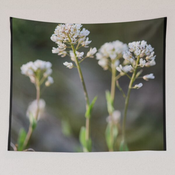 Item preview, Dreamy Alpine penny-cress designed and sold by Jouko Lehto Photography.