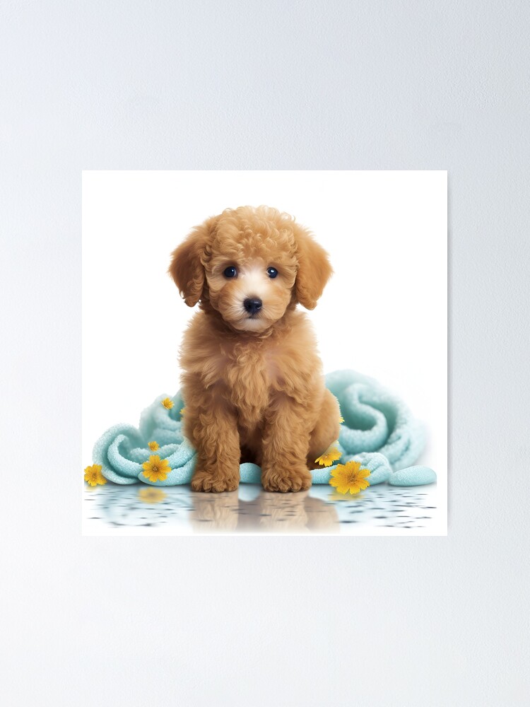 Cute miniature poodle hotsell