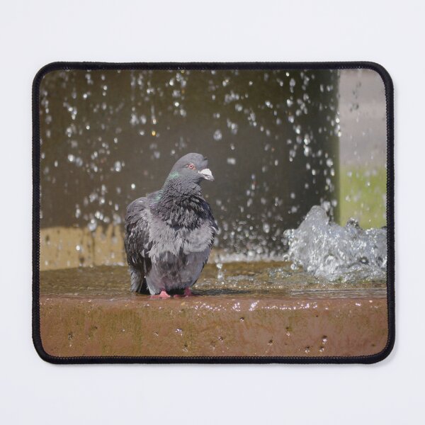 Item preview, Pigeon Pamper Pool designed and sold by GingerMan2550.