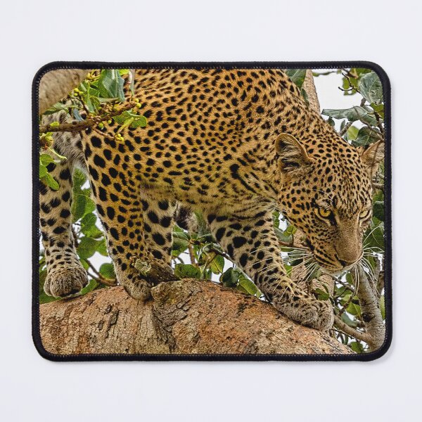 Item preview, Leopard On the Move designed and sold by Kay Brewer.