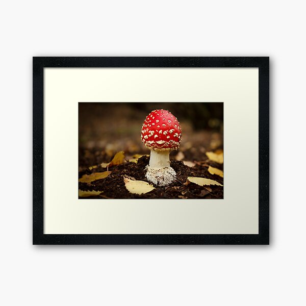 Fly Agaric Framed Art Print