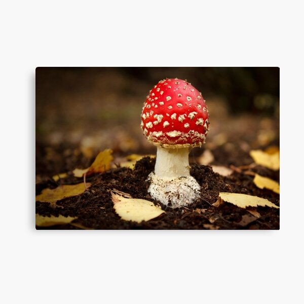 Fly Agaric Canvas Print