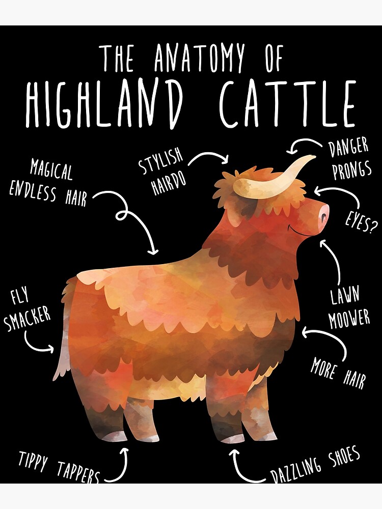 Poster for Sale avec l uvre Anatomie de la vache Highland de