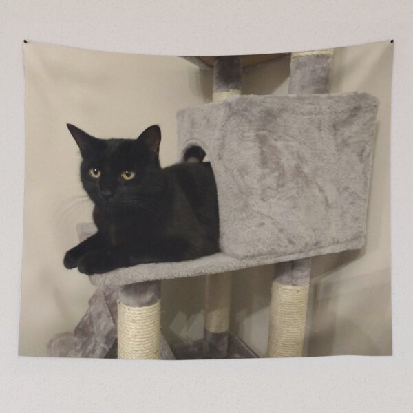Item preview, #281 |☼| Alfie In The Arch - Shot 1 (Cats) designed and sold by Naean H.F. (Nez Man).