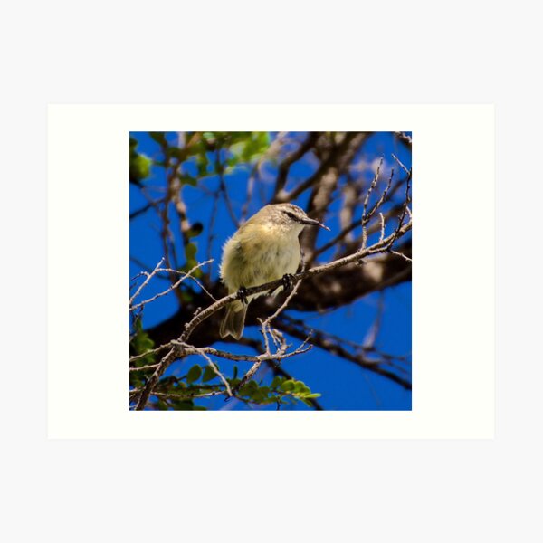 THORNBILL ~ Yellow-rumped Thornbill by David Irwin ~ WO Art Print