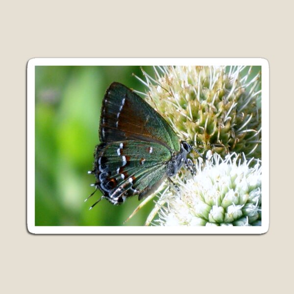 Item preview, Olive Hairstreak Butterfly designed and sold by Michelle  Jean.