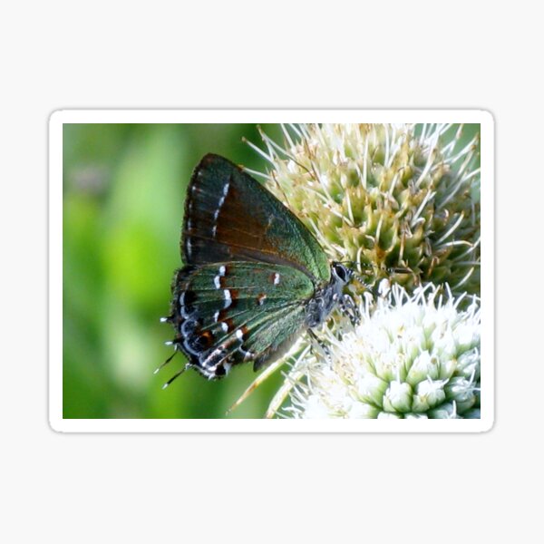 Item preview, Olive Hairstreak Butterfly designed and sold by Michelle  Jean.