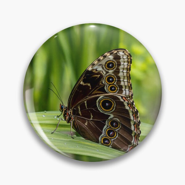 Item preview, Blue morpho butterfly designed and sold by pietrofoto.