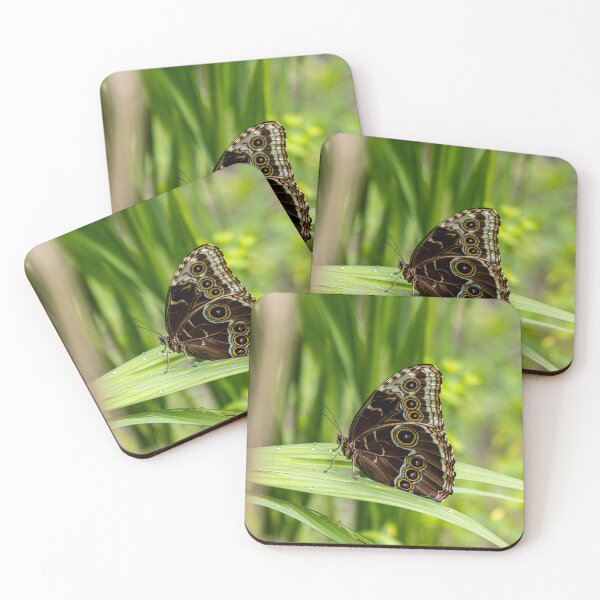 Item preview, Blue morpho butterfly designed and sold by pietrofoto.