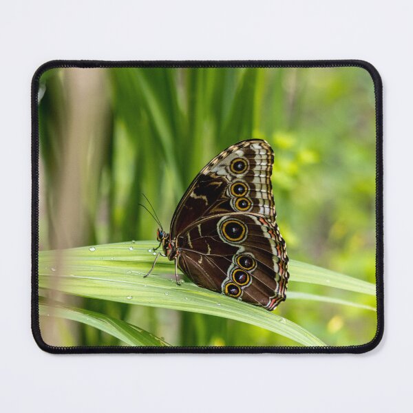Item preview, Blue morpho butterfly designed and sold by pietrofoto.