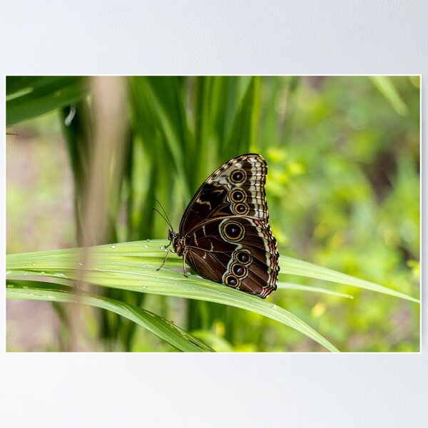 Item preview, Blue morpho butterfly designed and sold by pietrofoto.