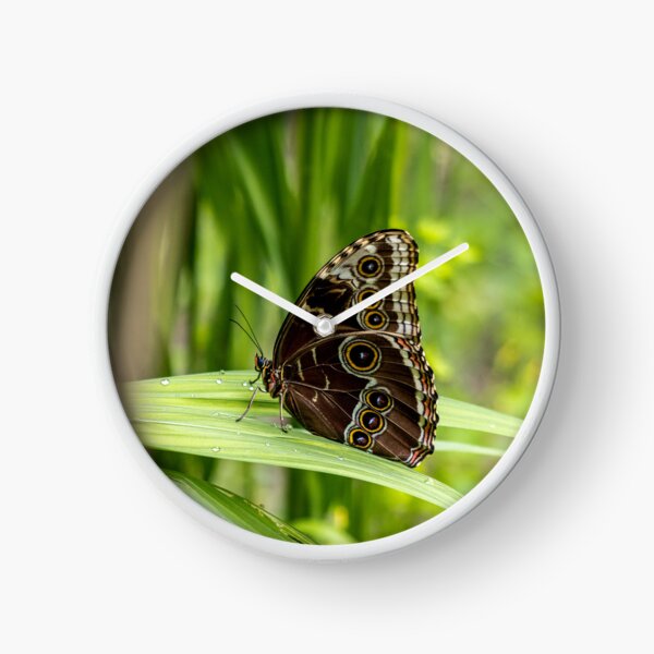 Item preview, Blue morpho butterfly designed and sold by pietrofoto.