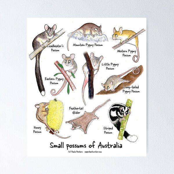 Item preview, Small possums of Australia designed and sold by Paula Peeters.