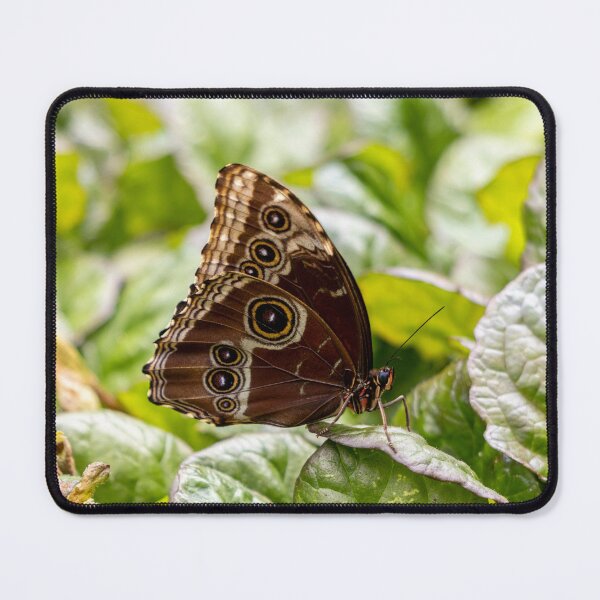 Item preview, Blue morpho butterfly designed and sold by pietrofoto.