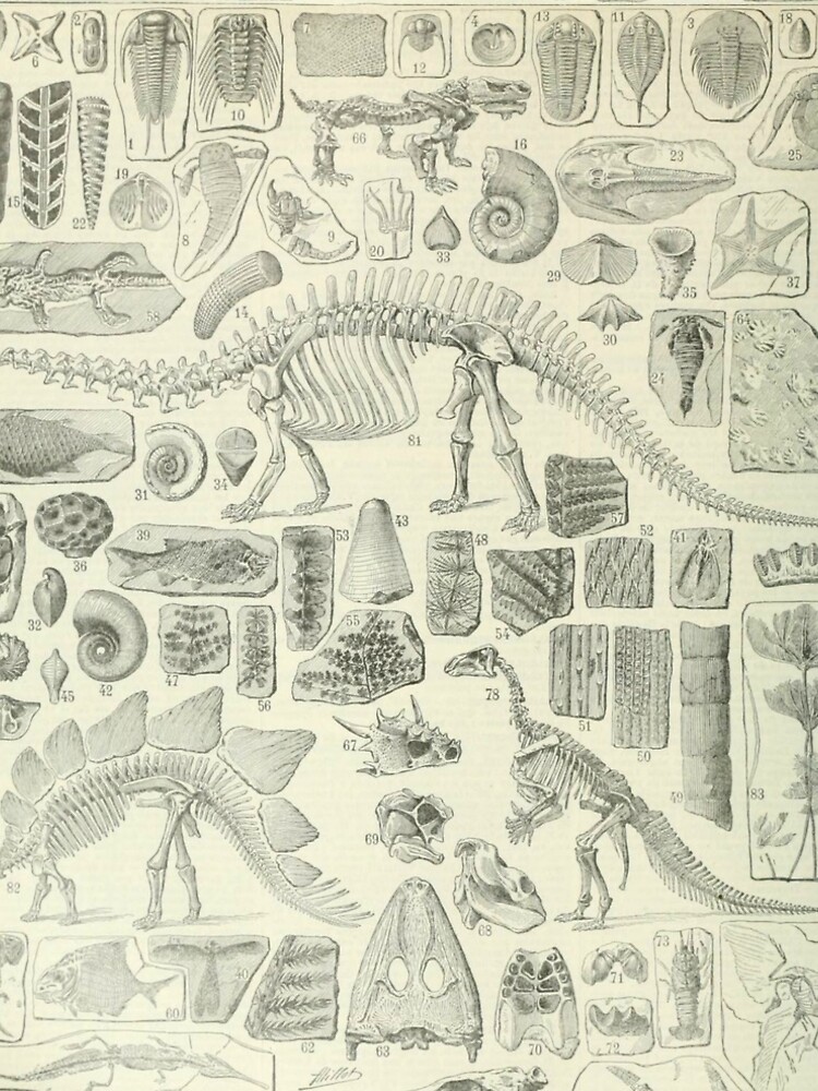 Fossil Chart by bluespecsstudio