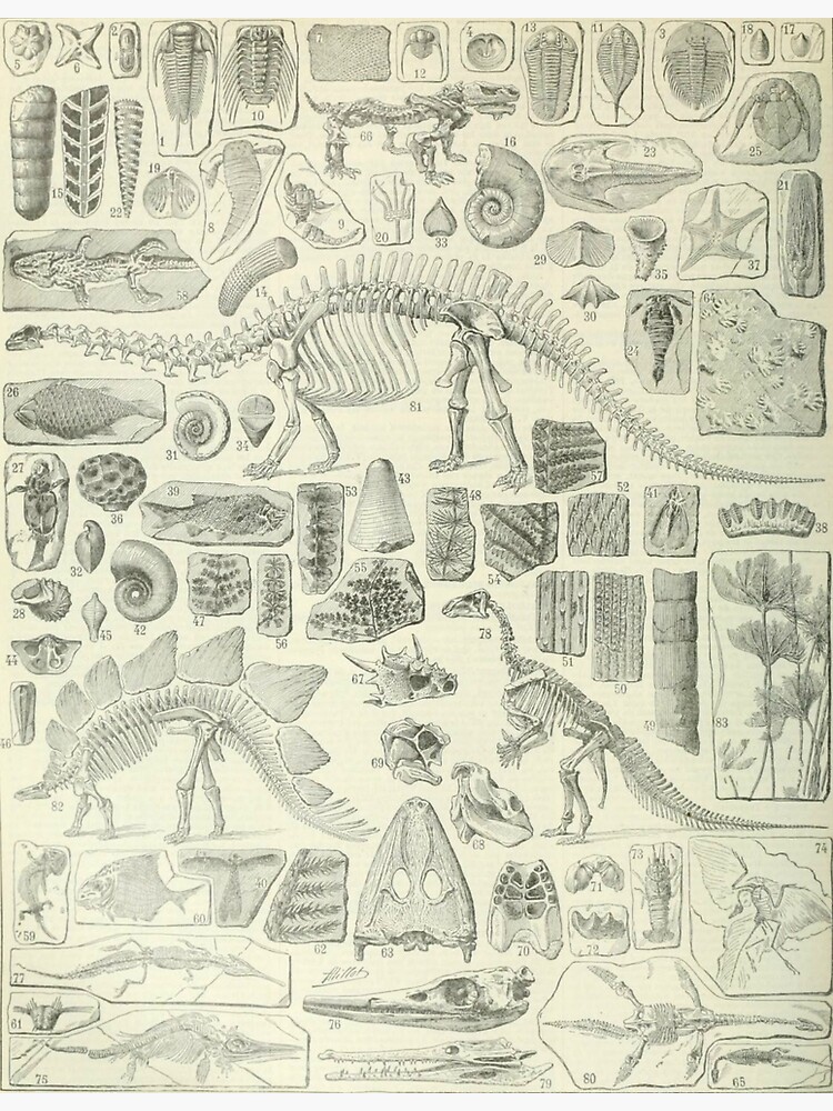 Thumbnail 3 of 3, Poster, Fossil Chart designed and sold by bluespecsstudio.