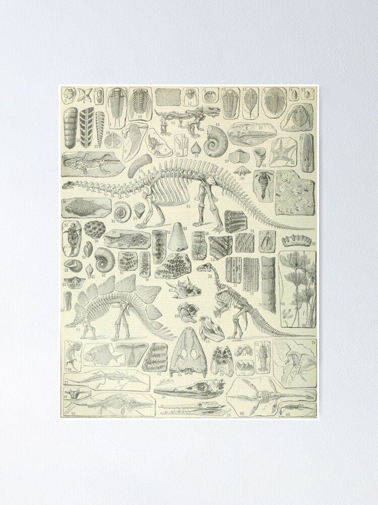 Thumbnail 1 of 3, Poster, Fossil Chart designed and sold by bluespecsstudio.