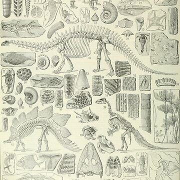 Artwork thumbnail, Fossil Chart by BlueSpecsStudio