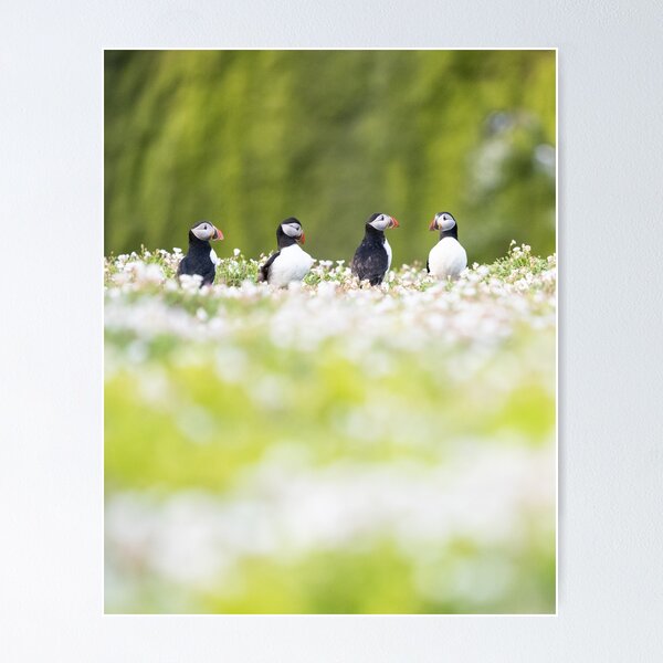Item preview, Puffins in wildflowers - Skomer Island, Wales designed and sold by Kay Roxby.