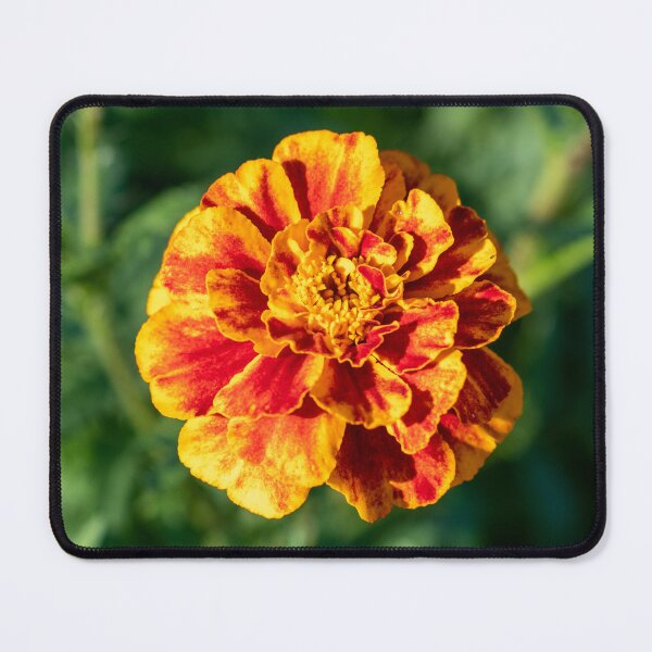 Item preview, Marigold designed and sold by Jacquiamber.
