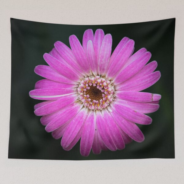 Item preview, Transvaal Daisy designed and sold by Jacquiamber.