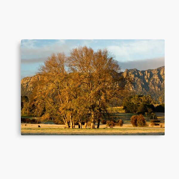 Golden Light Canvas Print