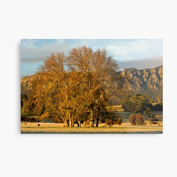 Golden Light Metal Print