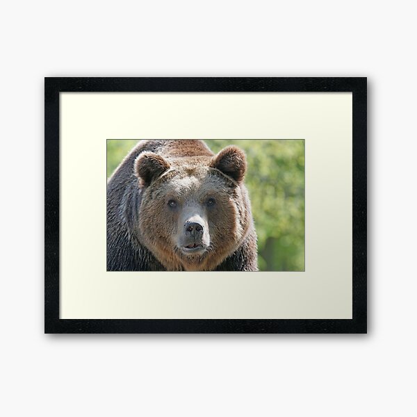 Bear, bear's face, forest bear, terrible bear, bear-to-beard Framed Art Print