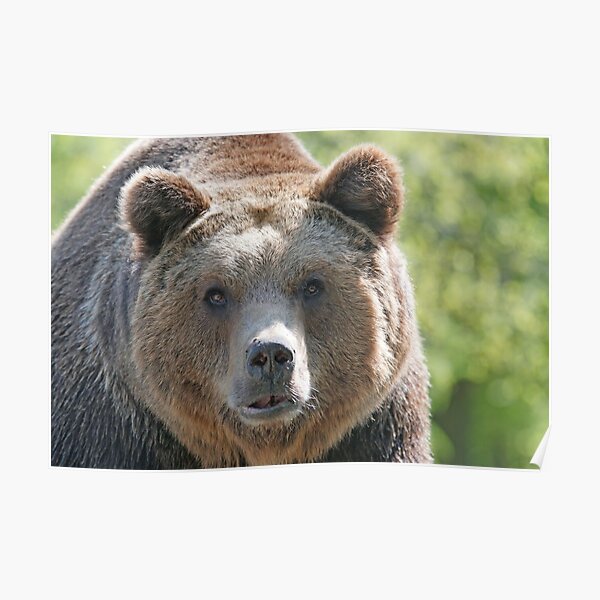 Bear, bear's face, forest bear, terrible bear, bear-to-beard Poster