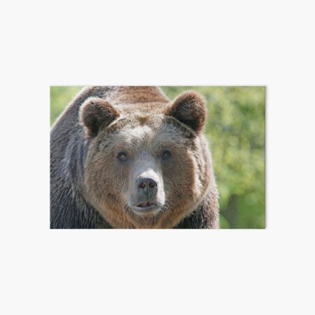 Bear, bear's face, forest bear, terrible bear, bear-to-beard Art Board Print