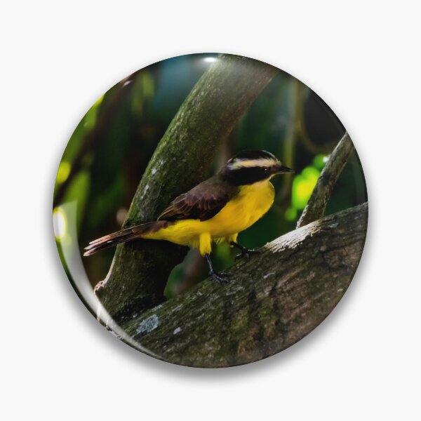 Item preview, Great Kiskadee Is Striking designed and sold by alabca.