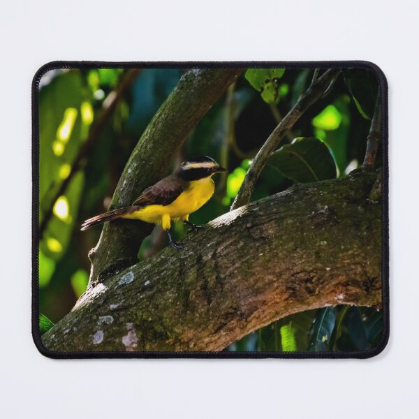 Item preview, Great Kiskadee Is Striking designed and sold by alabca.