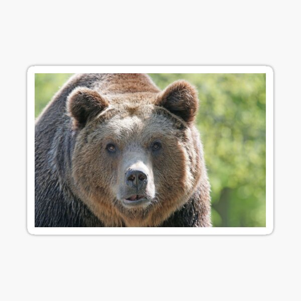 Bear's muzzle, terrible bear, brown bear, toed bear, bear Sticker