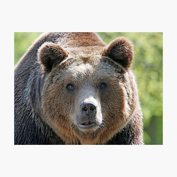 Bear's muzzle, terrible bear, brown bear, toed bear, bear Photographic Print