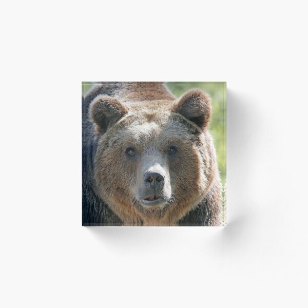 Bear's muzzle, terrible bear, brown bear, toed bear, bear Acrylic Block