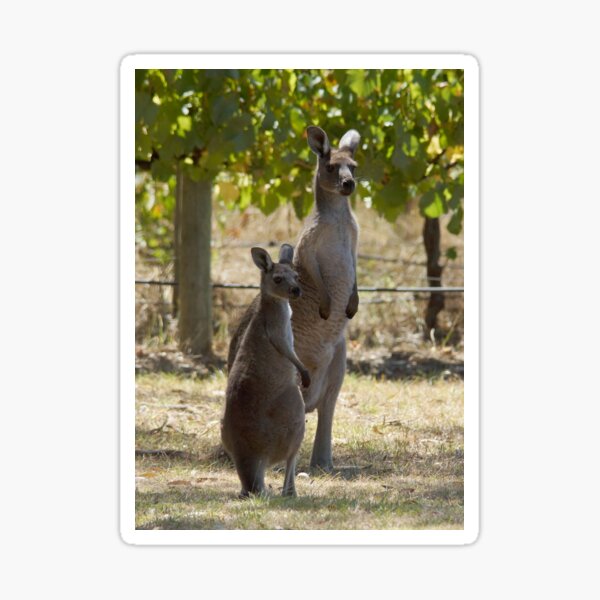 Item preview, Two Roos at Magpie Springs by Avril Thomas designed and sold by MagpieSprings.