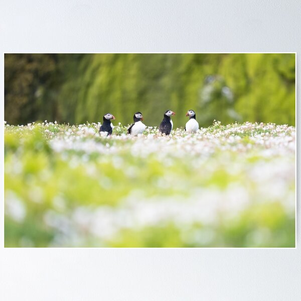 Item preview, Puffins in wildflowers 3 - Skomer Island, Wales designed and sold by Kay Roxby.