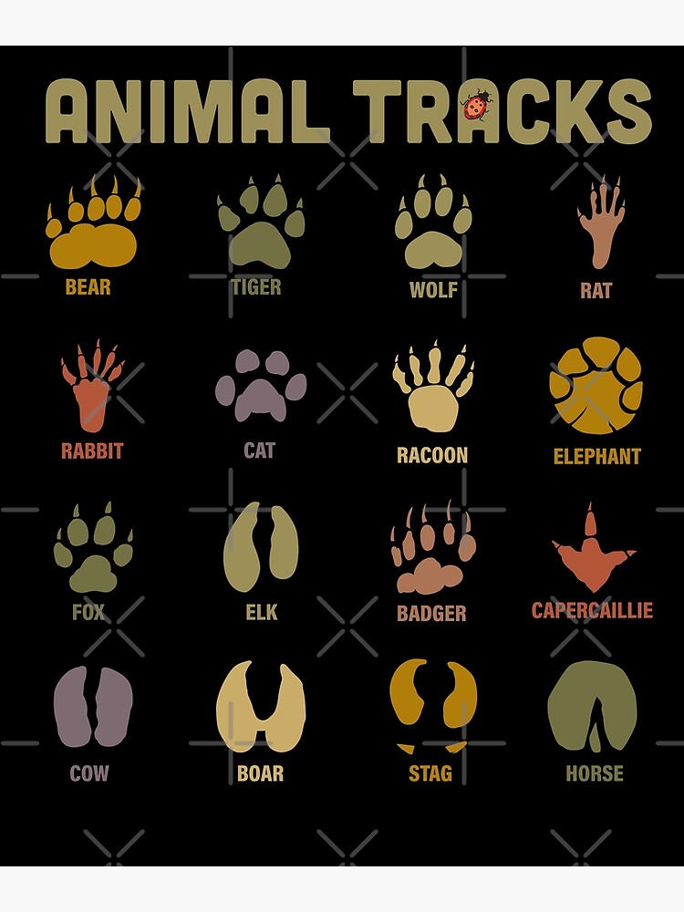 Kids Learning Animal Tracks and Footprints, School Fun Poster for Sale by  Robert Diebold