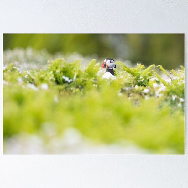Item preview, Puffin on Skomer Island designed and sold by Kay Roxby.